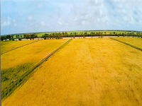 Gạo sạch VinEco được phân phối độc quyền trên toàn hệ thống VinMart và VinMart+